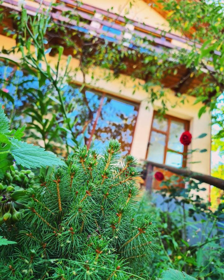 Cabana Vânătorilor Poiana Mărului Exterior foto